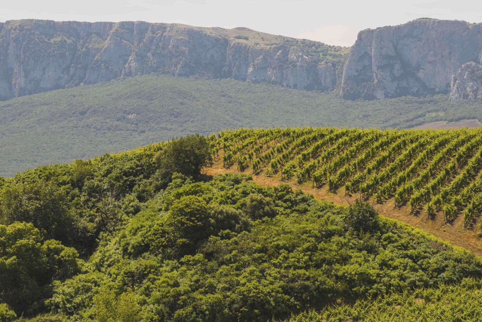 Vineyard landscape in Sicily, Consorzio DOC Sicilia